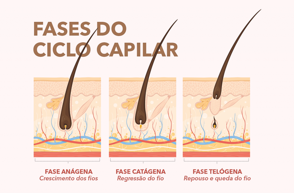 Conhe A As Fases Do Ciclo Capilar Segredo Dela Blog